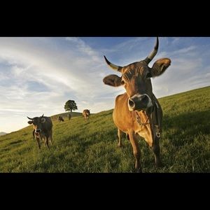 Meet your Posher, Cadence